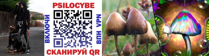 где купить наркоту  Новосиль  Псилоцибиновые грибы Cubensis 